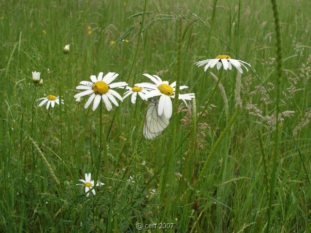 2007 05 Séjour en Brenne 015